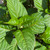 Hydrangea macrophylla E.S.Bloomstruck 254595